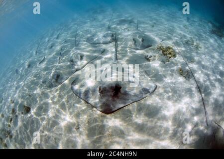 Rayons de baleine roses, Himantura fai, sur la zone sablonneuse, île Heron, Grande barrière de corail, Australie Banque D'Images