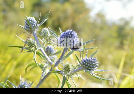 Plante d'Eryngium Améthystinum (Sea Holly) avec coléoptère noir Banque D'Images