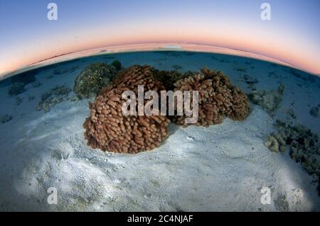 Algues brunes, Caulerpa sp., au coucher du soleil, île Heron, Grande barrière de corail, Australie Banque D'Images