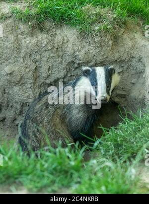 Badger (Nom scientifique: Meles meles) Portrait d'un blaireau sauvage et européen sur le point d'entrer dans un terreau lors d'une soirée d'été où les nuits sont claires Banque D'Images