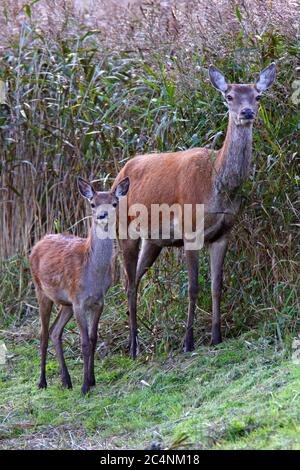 RED DEER (Cervus elaphus) Hind (femelle) avec veau, Royaume-Uni. Banque D'Images