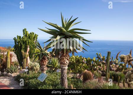 Cactus dans le jardin botanique de Èze et vue sur la mer Méditerranée. Banque D'Images