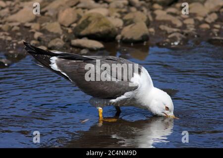 MOUETTE À DOS NOIR (Larus fuscus) buvant d'une rivière peu profonde, Écosse, Royaume-Uni. Banque D'Images