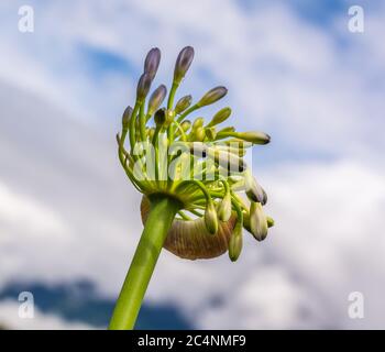 Agapanthus africanus communément appelé nénuphars du Nil, ou nénuphars africains. Vue rapprochée d'une seule fleur. Mise au point sélective. Ciel bleu en arrière-plan Banque D'Images
