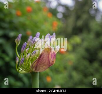 Agapanthus africanus communément appelé nénuphars du Nil, ou nénuphars africains. Vue rapprochée d'une seule fleur. Mise au point sélective Banque D'Images