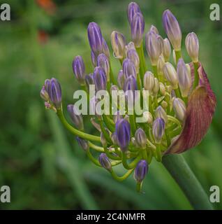 Agapanthus africanus communément appelé nénuphars du Nil, ou nénuphars africains. Vue rapprochée d'une seule fleur. Mise au point sélective Banque D'Images