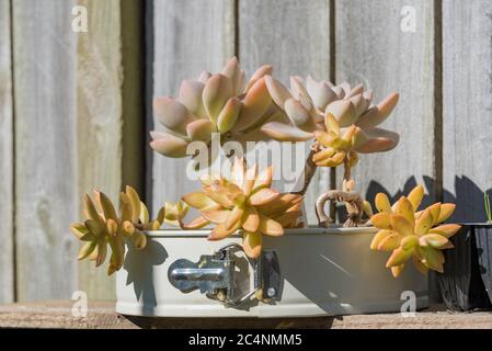 Réutilisation créative d'un moule à pâtisserie de forme printanière non désirée dans un pot de jardin avec des succulents Echeveria dans un jardin australien Banque D'Images