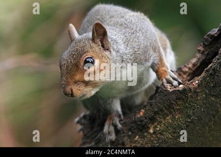 ÉCUREUIL GRIS (Sciurus carolinensis) grimpant une souche d'arbre, Royaume-Uni. Banque D'Images