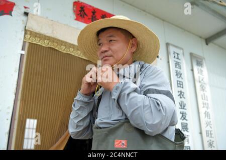 (200628) -- NANCHANG, le 28 juin 2020 (Xinhua) -- Wu Huashan porte un équipement pour récolter des écrevisses dans le canton de Xiangshan, dans la province de Jiangxi, en Chine orientale, le 5 juin 2020. Ayant appris la pêche à un âge précoce avec ses parents, Wu était un pêcheur qualifié et était chef d'une association locale des pêches. À la fin de 2019, il a fait ses adieux à ses bateaux et a commencé une entreprise d'écrevisses. La Chine a commencé un moratoire de 10 ans sur la pêche depuis le début de cette année dans 332 zones de conservation du bassin du Yangtze, qui sera étendu à toutes les voies navigables naturelles du fleuve le plus long du pays et de son m Banque D'Images