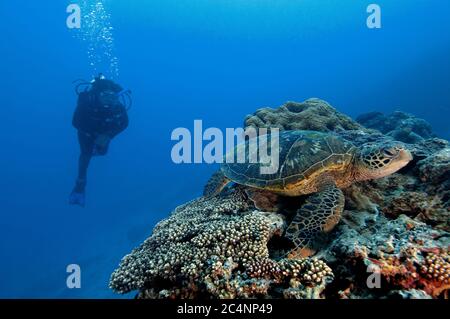 Le plongeur observe une tortue de mer verte, Chelonia mydas, sur un récif de corail tropical, Heron Island, Grande barrière de corail, Australie Banque D'Images