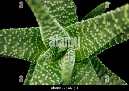 Gros plan plein format d'une usine de Haworthia vue d'en haut Banque D'Images