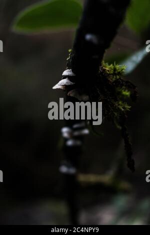 Vue rapprochée du champignon sur la branche de l'arbre. Banque D'Images