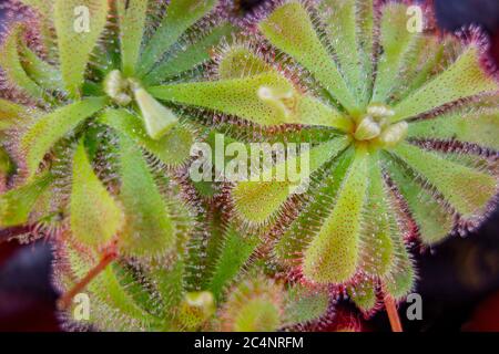 Quelques Drosera aliciae ont fait sauter des plantes dans le dos sombre Banque D'Images