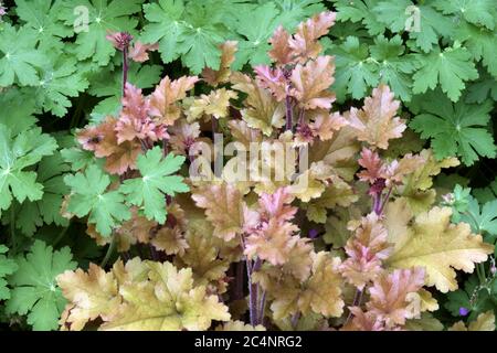 Corail Bells Heuchera 'Marmalade' Heuchera Geranium feuilles tuftées Heucheras feuillage Hardy plante agrupe formant printemps Banque D'Images