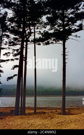 Images numérisées d'une Corse passée. Le faible nuage ajoute du drame à un lac simple à travers des arbres abattus en haute-Corse en 1980 Banque D'Images