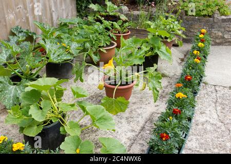 Jardinier de légumes biologiques en pots et en récipients Banque D'Images