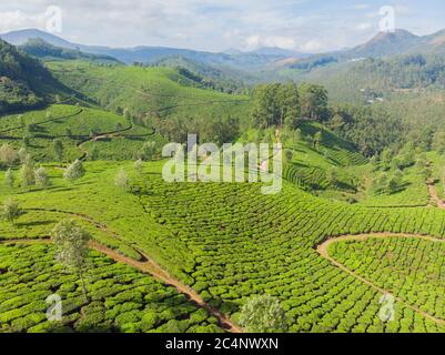 Vue aérienne des plantations de thé près de la ville de Munar. Inde. Banque D'Images