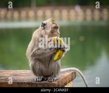 Maurice Wildlife – Un riche écosystème de merveilles de la nature Banque D'Images