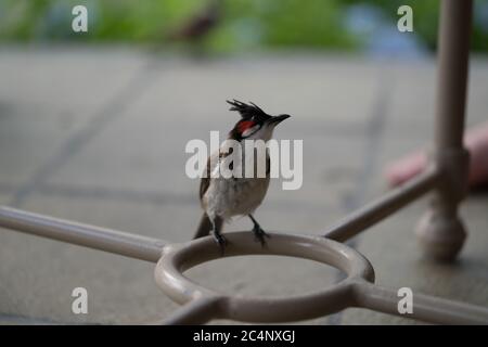 Maurice Wildlife – Un riche écosystème de merveilles de la nature Banque D'Images