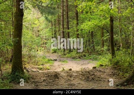 Forêt ancienne de Clanger Woods site désigné d'intérêt scientifique spécial (SSSI), près de Westbury, Wiltshire, Angleterre, Royaume-Uni Banque D'Images