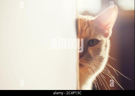 Un joli chaton rouge qui se trouve dans le coin sur une belle lumière. Banque D'Images