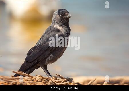 La calaque européenne (Corvus monedula, Coloeus monedula) Banque D'Images