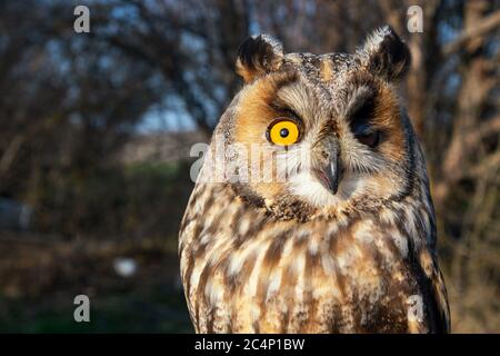 Portrait d'un hibou à longues oreilles, ASIO otus. Gros plan. Banque D'Images