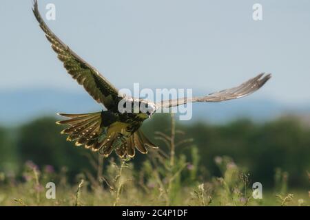 Oiseaux de proie - Faucon de la Saker (merrug de Falco) en vol Banque D'Images