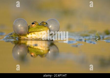 La grenouille de marais vert (Pélophylax ridibundus) croquant sur une belle lumière. Banque D'Images