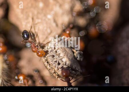 Photo macro d'un nid d'Ants 'Mailler Semirufus'. Basse Galilée, Israël Banque D'Images