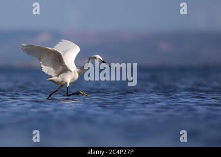 Héron blanc. Petit mal d'égret. Bleu eau nature fond. Oiseau : petit Egret. Egretta garzetta. Banque D'Images