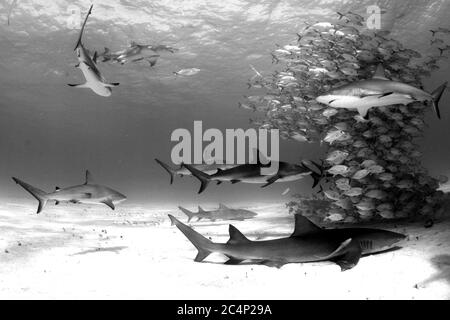 Une école de crics à cheval, Caranx latus, est entourée de requins de récif, Carcharhinus oerezi, et de requins citronniers, Negapron brevirostris, Tiger Beach, B Banque D'Images