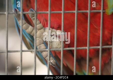 Gros plan d'un pied de macaw rouge et vert (Ara chloropterus), tenant la cage avec ses griffes Banque D'Images