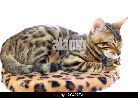 Un chat Bengale dort sur un oreiller doux à imprimé léopard. Arrière-plan blanc isolé Banque D'Images
