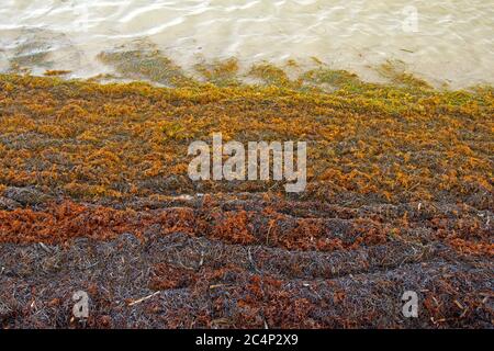 Radeaux d'algues, Sargassum sp., s'empilent sur la plage de San Pedro, Ambergris Caye, Belize Banque D'Images