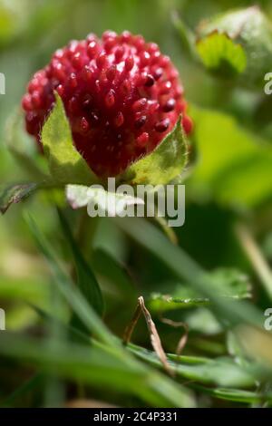 Fragaria vesca ou fraise sauvage à feuilles vertes, photo avec une profondeur de champ très étroite Banque D'Images