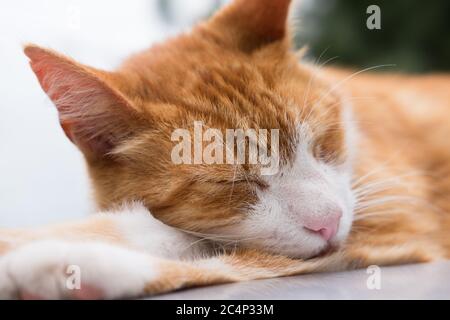 Le chat au gingembre dort sur une surface réfléchissante gris clair Banque D'Images