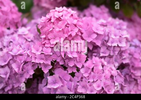 L'Hortensia ou Hydrangea macrophylla rose fleurit dans un jardin sur un fond flou Banque D'Images