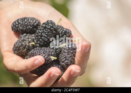 Main pleine de fruits de mûre noire (Morus nigra), plateau du Golan Banque D'Images