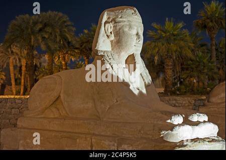 La statue de l'avenue des sphinx dans l'ancien temple égyptien de Louxor s'est illuminée pendant la nuit Banque D'Images