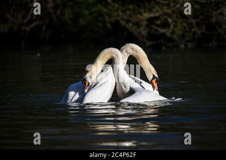 Mute Swan; Cygnus olor; paire dans le combat de pré-accouplement; Royaume-Uni Banque D'Images