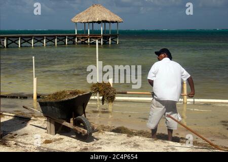 Un homme enlève l'algue brune, Sargassum sp., de la rive de San Pedro Beach, San Pedro, Ambergris Caye, Belize Banque D'Images