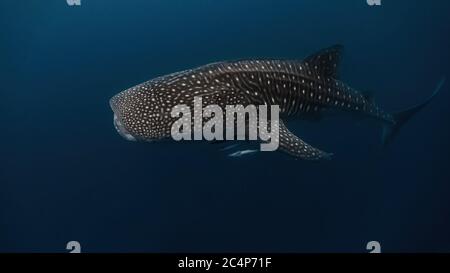 Énorme waleshark nageant dans la profondeur avec sa grande bouche ouverte pour se nourrir sur le krill et plancton. Banque D'Images