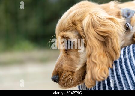 Portrait du chiot d'épagneul cocker rouge. Banque D'Images