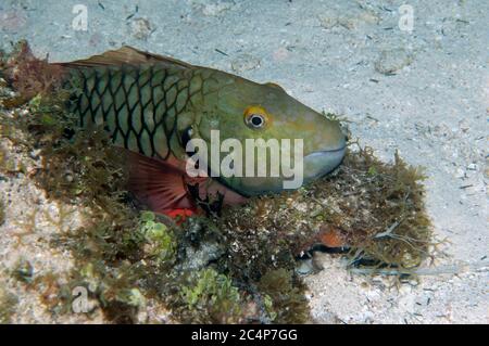 Phase initiale de la femelle de parrotfish à queue rouge, Sparisoma chrysopterum, réserve marine de Hol Chan, San Pedro, Belize Banque D'Images