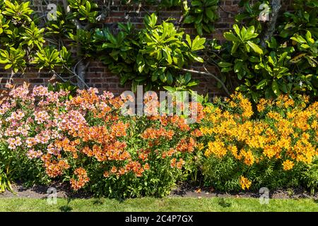 Couleurs variées plantes Alstroemeria, également appelé nénuphars péruvien dans un jardin. Banque D'Images