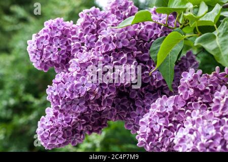 Fleur de lilas commune Syringa vulgaris violet lilas jardin printemps Banque D'Images