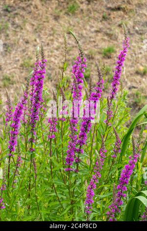 Plante à fleurs de Loosestrife pourpre (Lythrum salicaria) en juin, au Royaume-Uni Banque D'Images