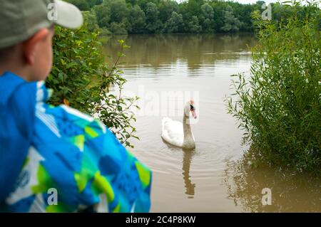 Un petit garçon avec son dos nourrit les cygnes dans le lac, il porte une veste bleue et un chapeau lors d'une soirée de printemps Banque D'Images