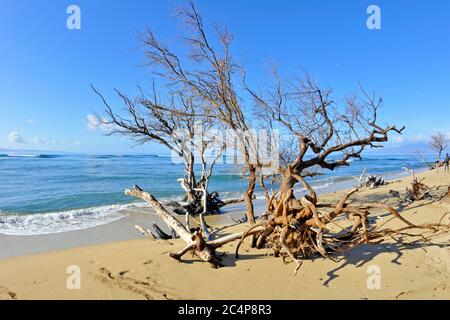 Arbre séché au bord de la mer, plage de Papalua, Maui, Hawaii, États-Unis Banque D'Images